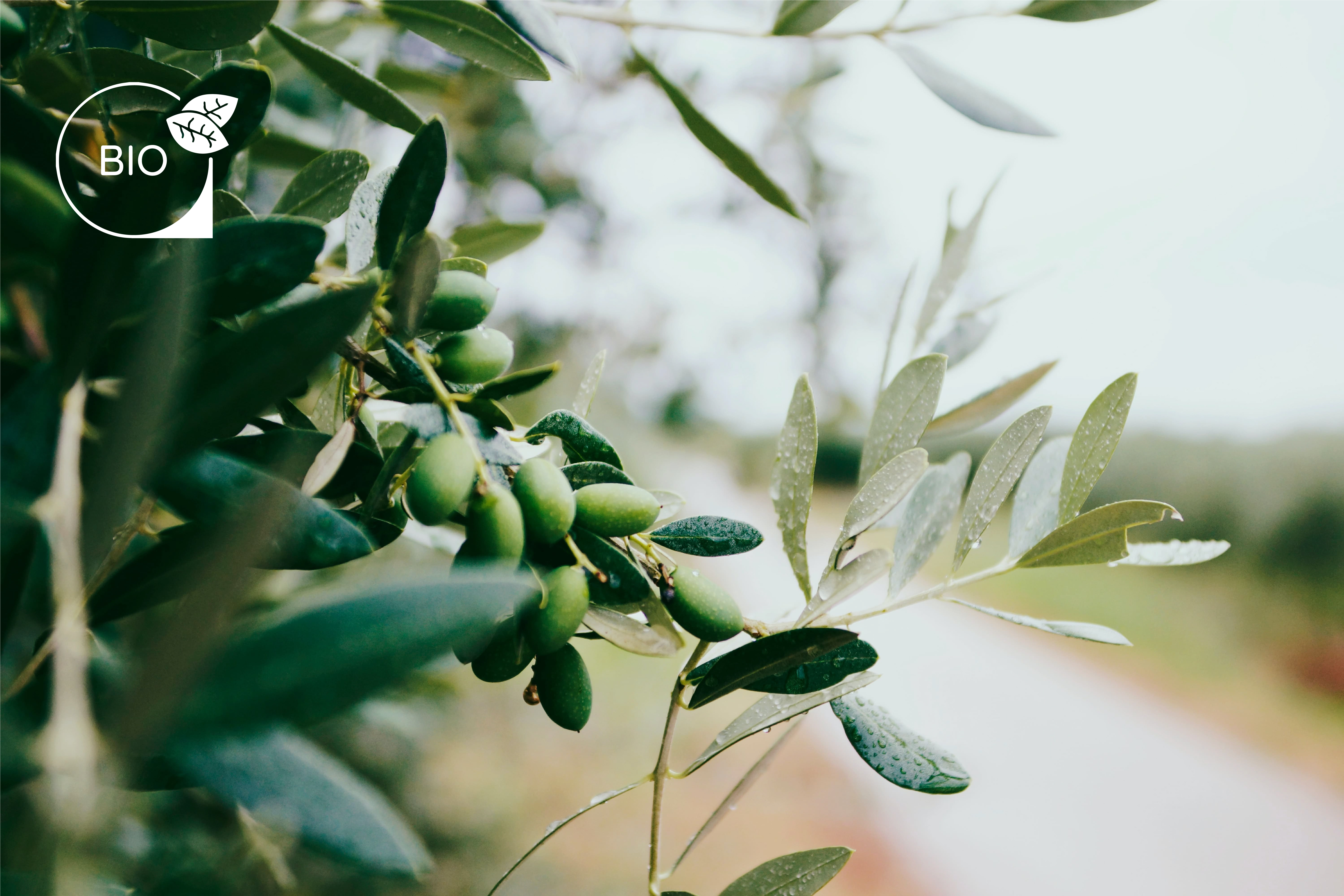 savons-artisanaux-olives