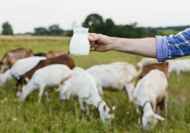 Pourquoi les savons au lait de chèvre